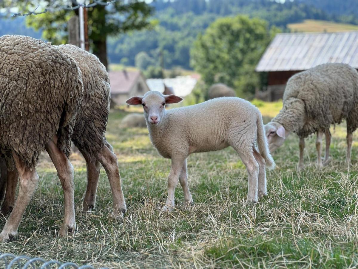 Penzion Hrubjak Oravská Polhora المظهر الخارجي الصورة